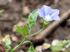 Convolvulus siculus siculus