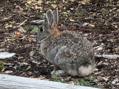 Mountain Cottontail observed by jenny_feick