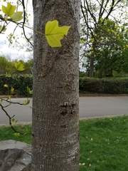 Liriodendron tulipifera