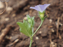 Convolvulus siculus siculus