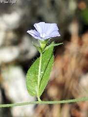 Convolvulus siculus siculus