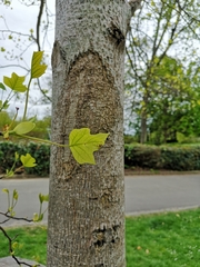 Liriodendron tulipifera