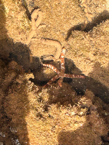Ophidiaster hemprichi observed 2026-06-06