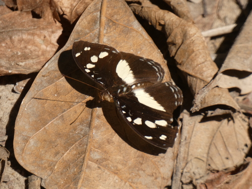 Forest Glade Nymph
