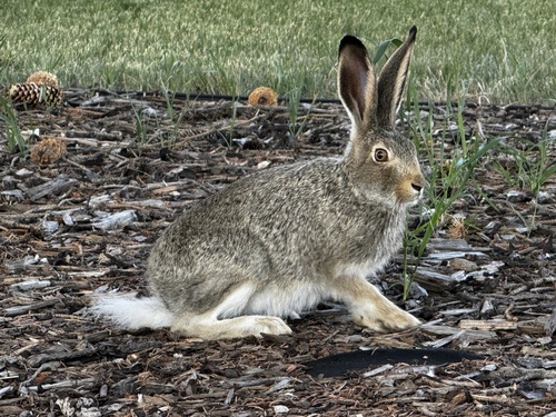 White-tailed Jackrabbit observed by jenny_feick