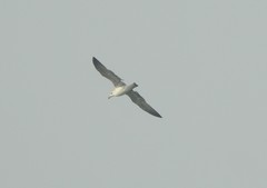 Laridae