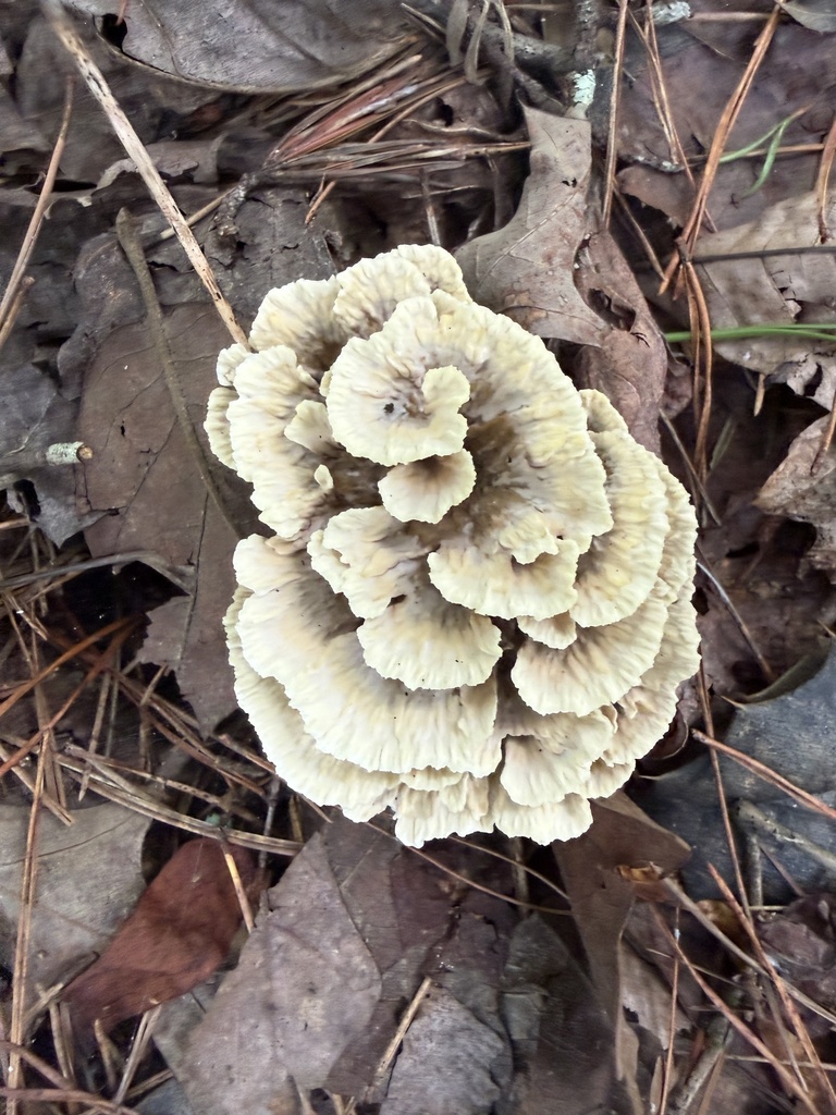 Thelephora vialis · July 2026 · photo: Photo: (c) wiregrasser, some rights reserved (CC BY) · iNaturalist