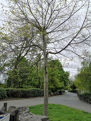 Liriodendron tulipifera