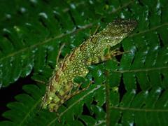 Anolis aequatorialis