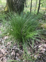 Carex willdenowii