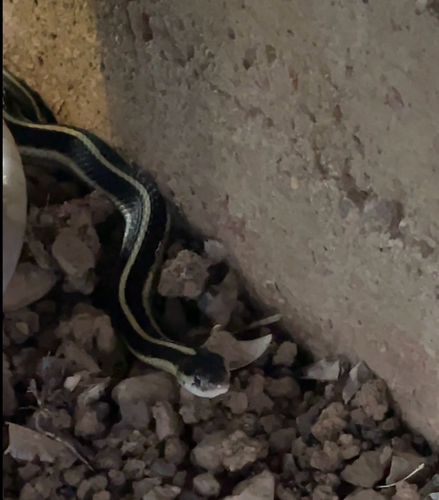 Western Terrestrial Garter Snake observed by ch1ckapea