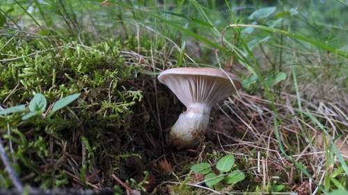 Slimy Spike