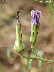 Lactuca tuberosa