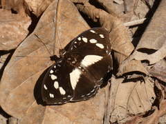 Aterica galene