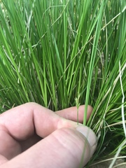 Carex willdenowii