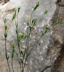 Linum corymbulosum