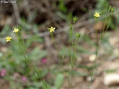 Linum corymbulosum