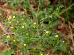 Linum corymbulosum