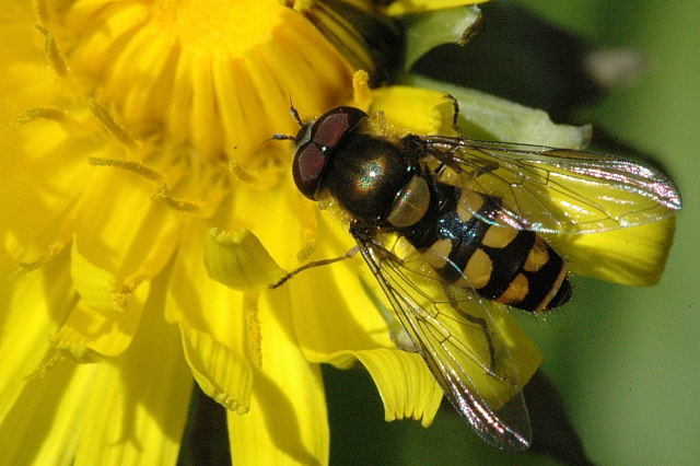 Hover fly