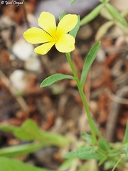Linum nodiflorum