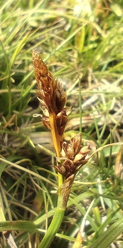 Carex caryophyllea