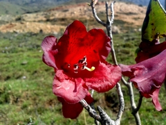 Rhododendron thomsonii