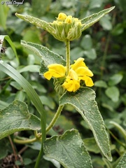 Phlomis viscosa