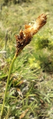 Carex caryophyllea, photograph (c) Santiago Martín-Bravo, some rights reserved (CC BY)