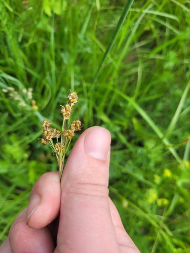 Luzula pallescens, photograph 2
