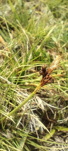 Carex caryophyllea, photograph 3