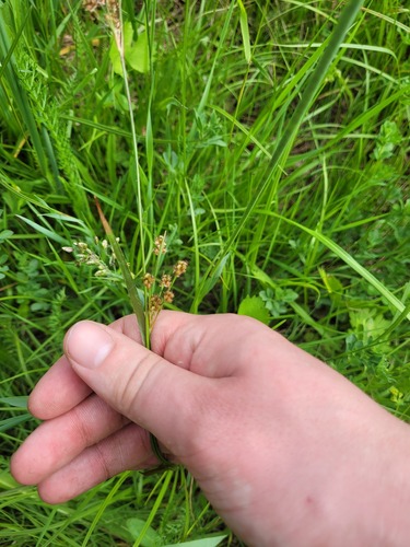 Luzula pallescens, photograph 3