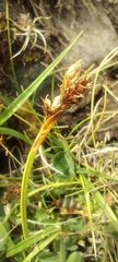 Carex caryophyllea, photograph (c) Santiago Martín-Bravo, some rights reserved (CC BY)