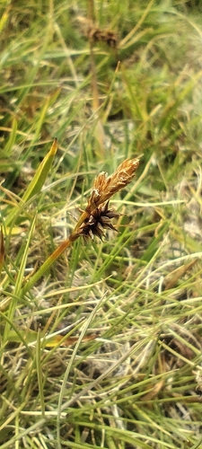 Carex caryophyllea, photograph 5