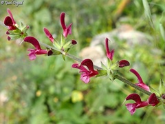 Salvia hierosolymitana