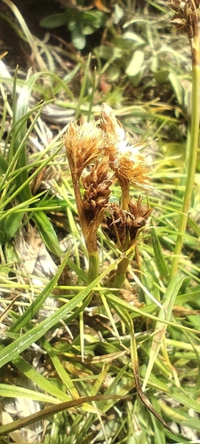 Carex caryophyllea, photograph 6