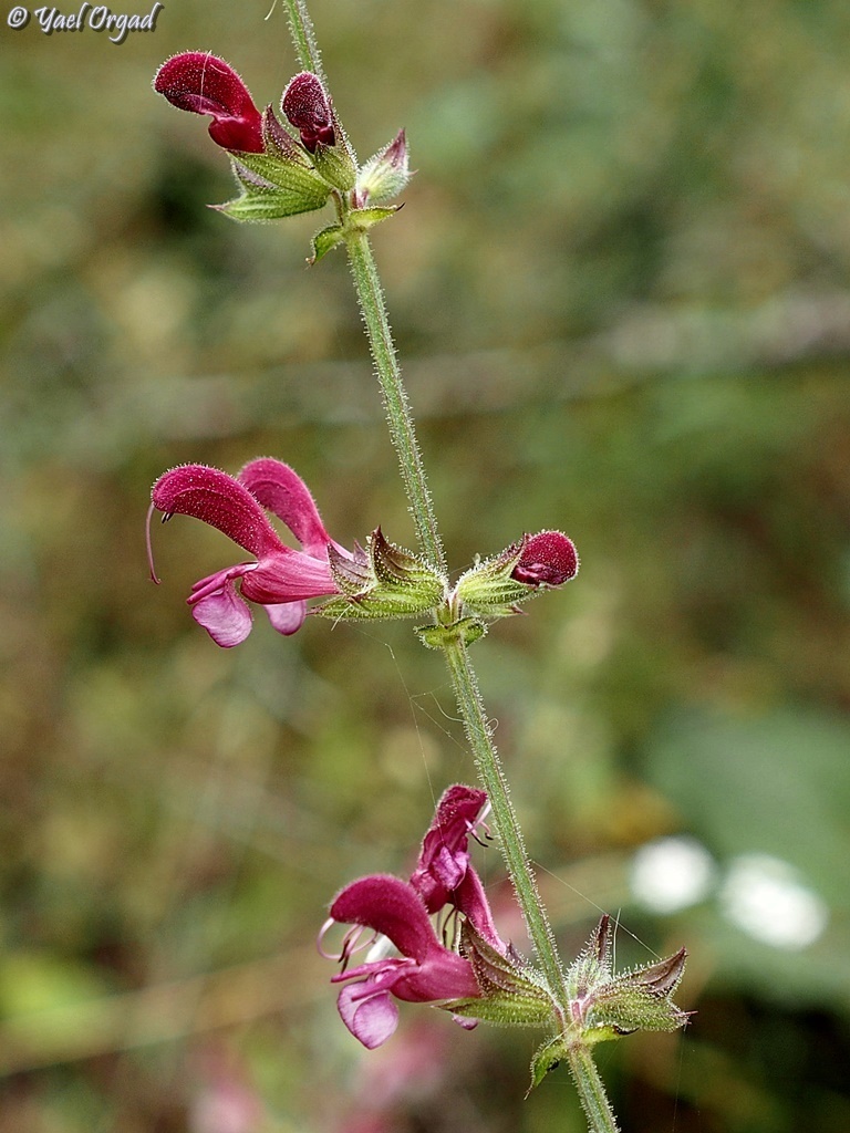 Jerusalem Sage