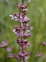 Salvia judaica