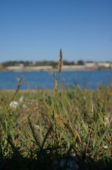 Carex flacca serrulata