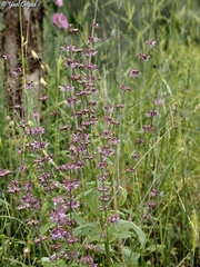 Salvia judaica