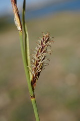 Carex flacca serrulata