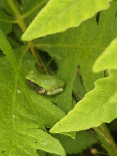 Gray Treefrog observed by pacostacos