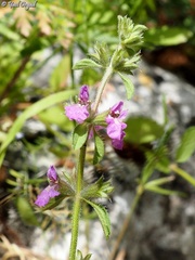Stachys neurocalycina