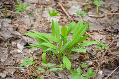 Allium microdictyon