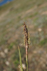 Carex flacca serrulata
