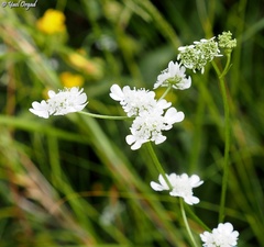 Tordylium carmeli