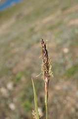 Carex flacca serrulata