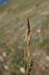 Carex flacca serrulata