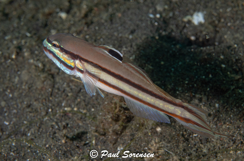 Valenciennea helsdingenii observed 2026-07-14