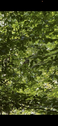 Barred Owl observed by twoolf37