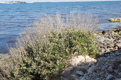 Atriplex verrucifera